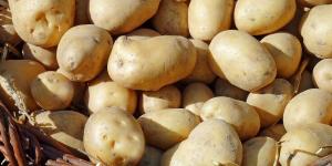 Бізнес на вирощуванні картоплі