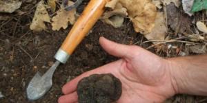 How to grow truffles in open ground and greenhouses: secrets of technology