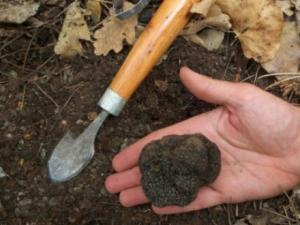 How to grow truffles in the open field and greenhouse: the secrets of technology